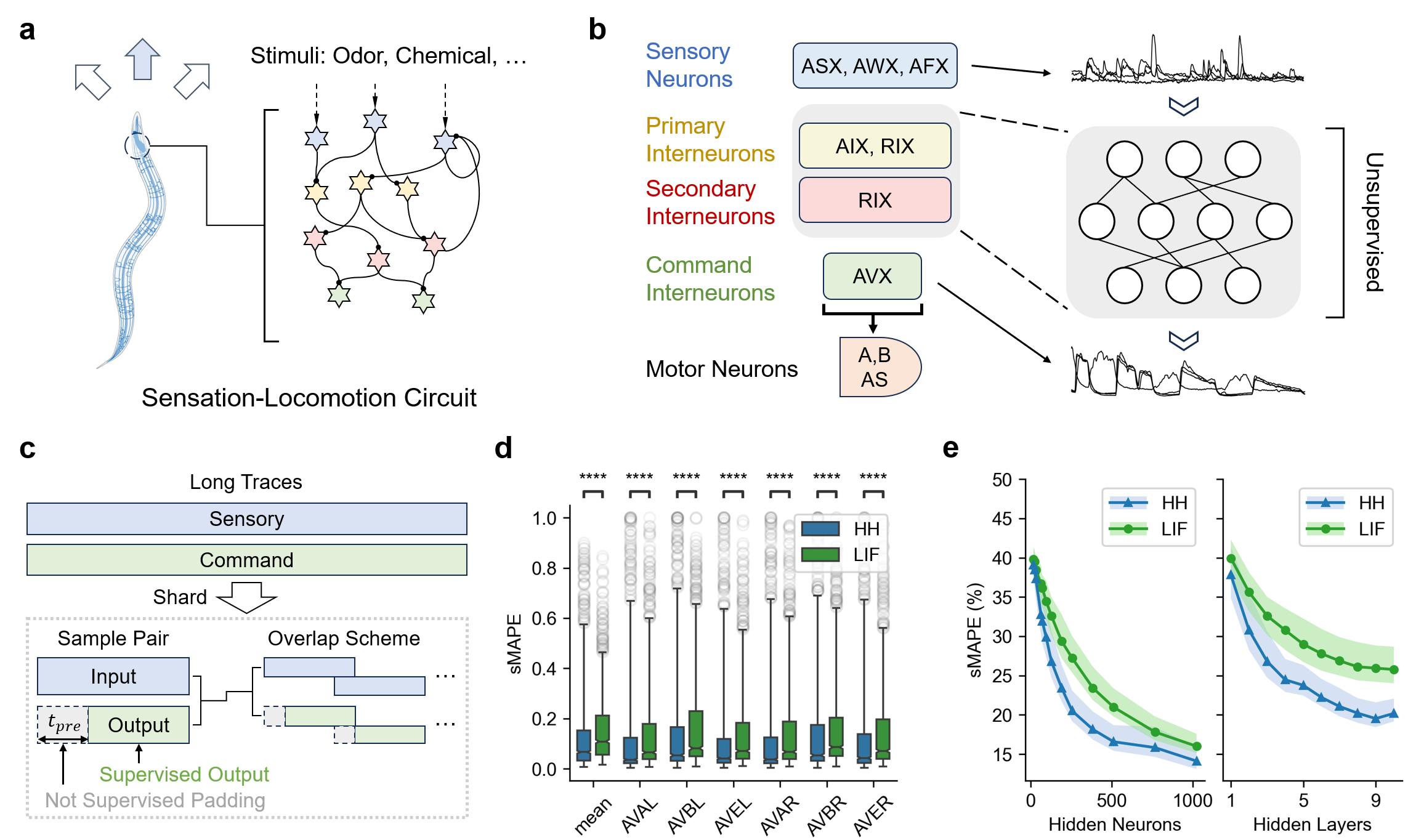 Моделирование сенсорно-моторной цепи нематоды <i>C. elegans</i> с использованием BrainFuse показало, что модель на основе <span class="katex-eq" data-katex-display="false">HH</span> превосходит модель <span class="katex-eq" data-katex-display="false">LIF</span> в точном воспроизведении биологических записей, что подтверждается более низкой ошибкой соответствия и стабильной производительностью при различных архитектурах нейронной сети, в то время как предобработка данных включает сегментацию длинных трасс и добавление неконтролируемой отсрочки для предотвращения перекрытия выборок.