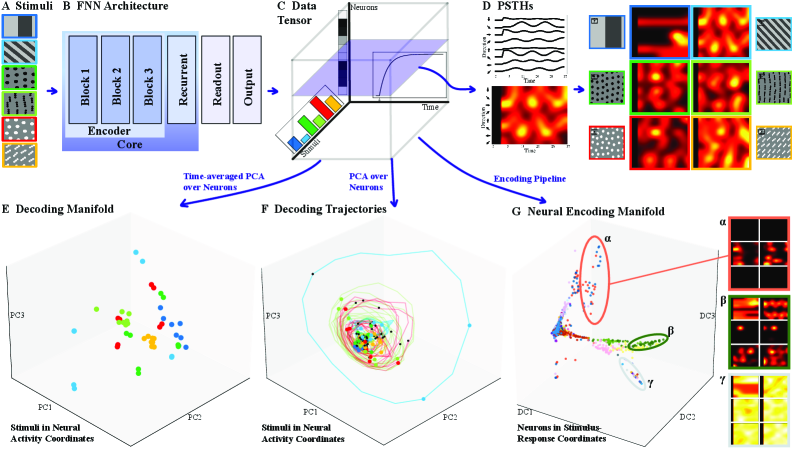 Анализ подходов и многообразий показывает, что нейронная сеть, состоящая из сверточных, рекуррентных и интерполяционных слоев, кодирует стимулы во временной области, формируя кластеры нейронов с похожими реакциями и демонстрируя периодическую траекторию эволюции стимула в пространстве пониженной размерности, что позволяет декодировать стимулы на основе активности нейронной сети.