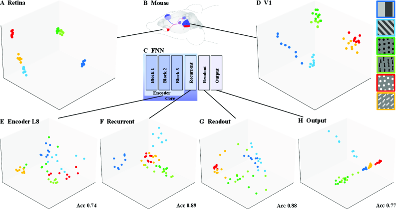 Анализ многообразий декодирования показывает, что в сетчатке и зрительной коре информация о стимуле четко кластеризуется, обеспечивая успешное декодирование, в то время как в FNN наибольшая кластеризация наблюдается на рекуррентных и выходных слоях, при этом начальный слой FNN существенно отличается от сетчатки, а рекуррентный слой наиболее схож с V1.