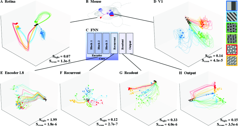Нейронная активность в сетчатке и V1 постепенно формирует трубчатые траектории, отражающие стимулы, что проявляется в метриках трубчатости <span class="katex-eq" data-katex-display="false">StightS_{tight}</span> и количестве пересечений <span class="katex-eq" data-katex-display="false">ScrossS_{cross}</span>, при этом рекуррентная стадия демонстрирует активность, схожую с биологическими данными, в отличие от неселективного увеличения активности, наблюдаемого на этапе кодирования.
