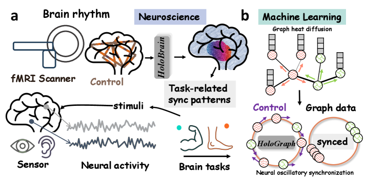 Вдохновлённая нейронными механизмами, лежащими в основе обработки информации мозгом, новая модель - HoloGraph - заменяет традиционные методы передачи сообщений в графах на синхронизацию, основанную на нейронных осцилляциях, используя обратную связь для выстраивания отдалённых узлов в осмысленные кластеры, подобно тому, как мозг восстанавливает паттерны синхронизации, вызванные задачами, посредством колебательных координаций на структурной сети.