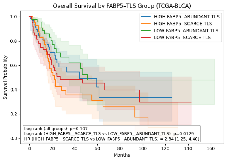 Patients with bladder cancer exhibiting high [latex]FABP5[/latex] expression coupled with limited tumor-infiltrating lymphocytes (TILs) demonstrate significantly reduced overall survival compared to those with low [latex]FABP5[/latex] expression and abundant TILs.