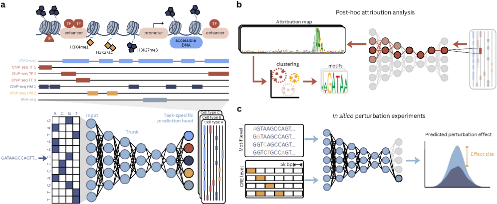 A computational workflow integrates DNA sequence with functional genomics by employing a feedforward model-capable of both single and multi-task predictions-and post hoc attribution analysis to identify contributing sequence motifs, further enabling <i>in silico</i> experimentation through systematic perturbation of DNA sequences at multiple scales to assess both necessity and sufficiency of regulatory elements.