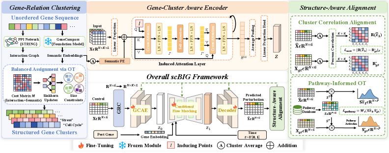 The scBIG framework integrates semantic embeddings, high-confidence protein-protein interactions, and a generative backbone with bottleneck attention to model cellular transitions and is jointly optimized with structural regularizers that preserve module co-expression and align predicted responses with known biological pathways.
