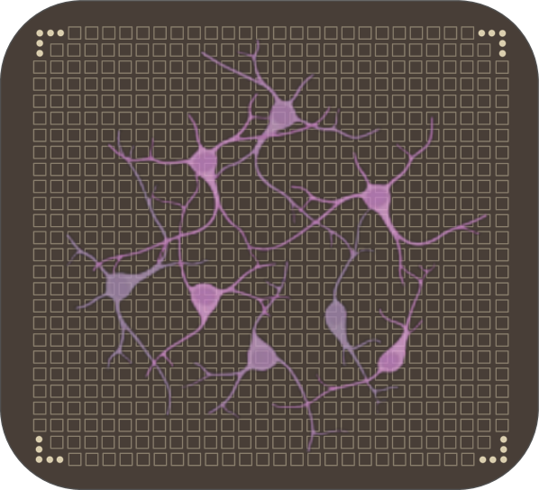 Нейронная культура, соединенная с HD-MEA платформой, позволяет кодировать входные сигналы через отдельные электроды и считывать вызванную активность нейронов для формирования высокоразмерного представления в биологическом резервуаре.