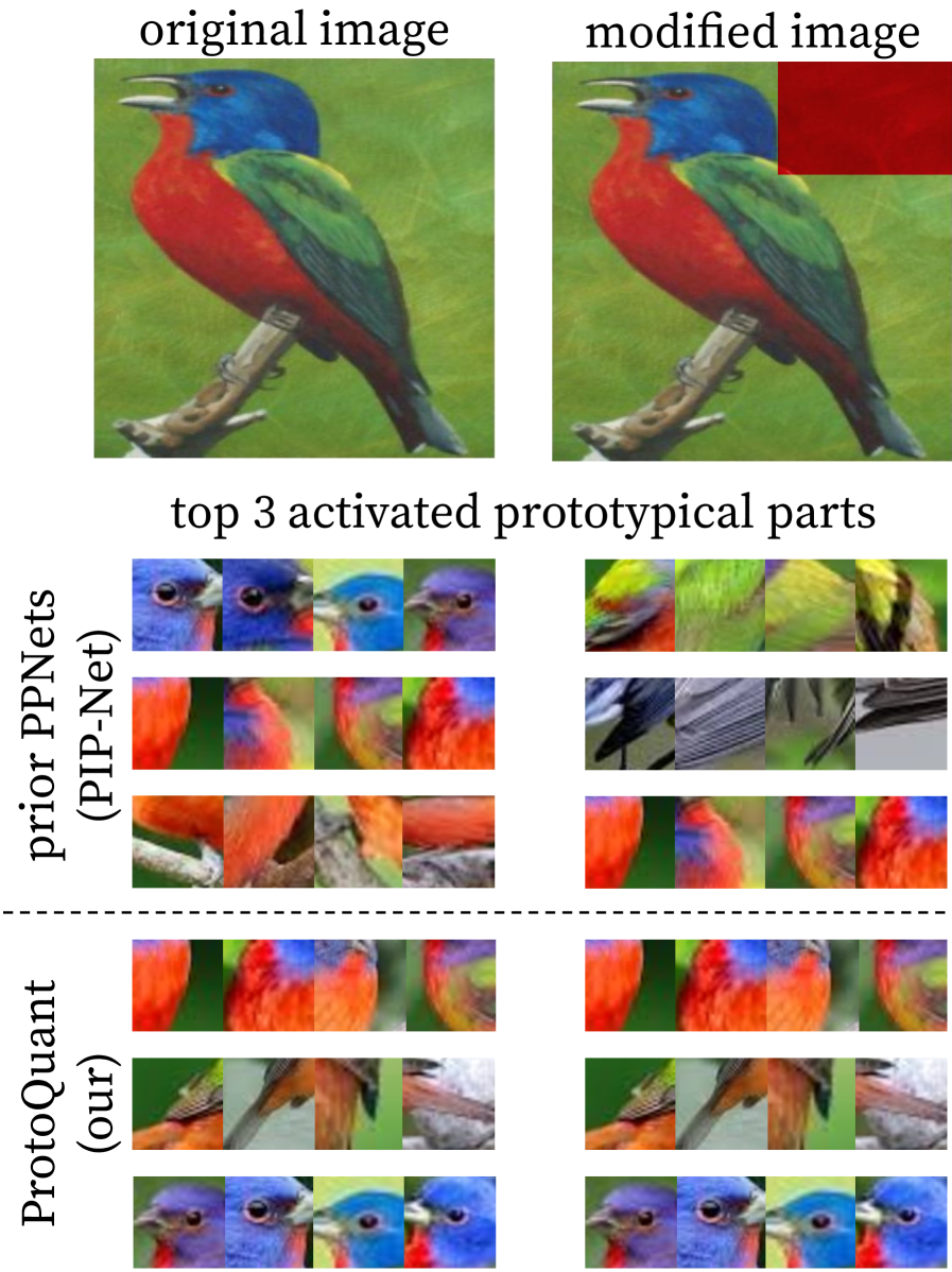 В отличие от стандартных моделей ProtoPNet, подверженных нестабильности представлений при локальных изменениях изображения, ProtoQuant обеспечивает стабильные активации прототипов даже при модификациях в нерелевантных областях.