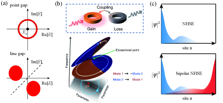 Non-Hermitian systems, exhibiting both point and line gaps in their complex spectral plane, support richer symmetry-protected topological states and demonstrate a non-Hermitian skin effect where eigenstates localize at boundaries, while encircling exceptional points-represented by Riemann surfaces-results in π-Berry phase accumulation after two cycles.