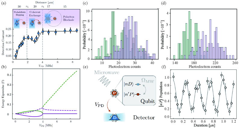 Rydberg electromagnetically induced transparency enables remote detection of single Rydberg atoms by revealing distinct regimes of interaction-probabilistic hopping, coherent exchange, and polariton blockade-through spectral analysis of probe transmission and observation of photon statistics, achieving a measurement fidelity of 47(5)%, and allowing for state-selective detection via long-lived coherent microwave Rabi oscillations.