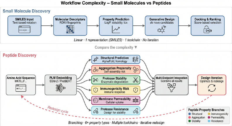 Peptide drug discovery exhibits significantly greater workflow complexity than small molecule discovery, branching into multiple parallel analyses-including structural prediction, aggregation propensity, and immunogenicity-and necessitating the integration of diverse computational tools and protein language models.