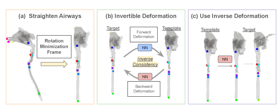 Для анализа формы дыхательных путей у детей применяется конвейер предварительной обработки, включающий выпрямление геометрий на основе минимизации поворотов для устранения внешних вариаций позы, обучение обратимой нейронной сети для установления соответствий между формами и применение обратной деформации к шаблону для создания плотных соответствий между точками в популяции, что необходимо для последующего моделирования развития.