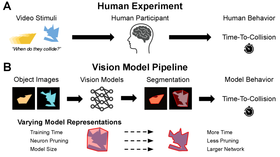 Исследование сравнило реакции людей и моделей компьютерного зрения в задаче оценки времени до столкновения, выявив, что как люди, так и модели склонны предсказывать столкновение раньше фактического времени, особенно для объектов с вогнутостями, что указывает на эффект