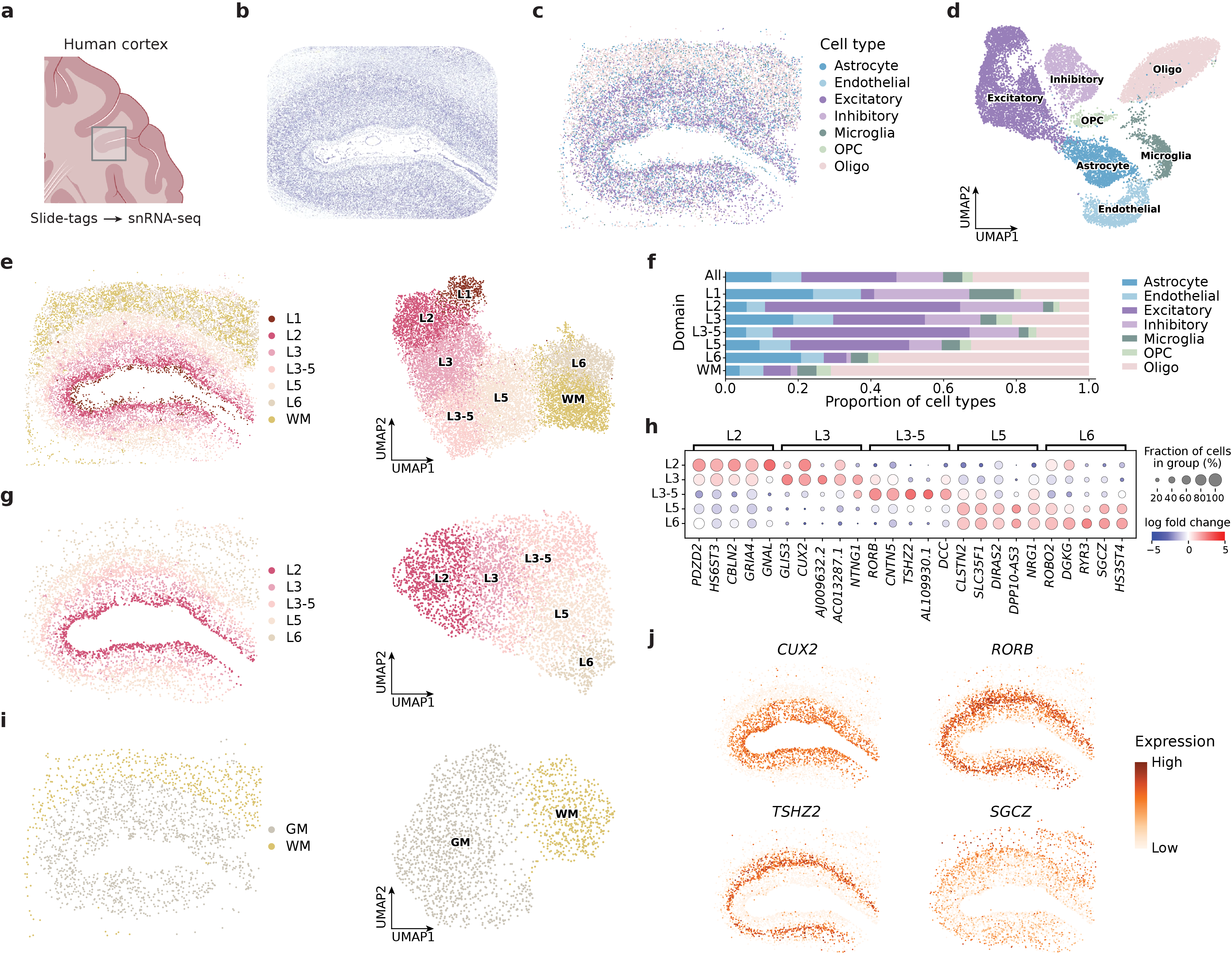 CellScape integrates spatial transcriptomics and single-nucleus RNA sequencing to define spatial domains and cell types within the human cortex, revealing domain-specific gene expression and organization of both excitatory neurons and astrocytes, and ultimately providing a detailed map of cortical structure and cellular composition.