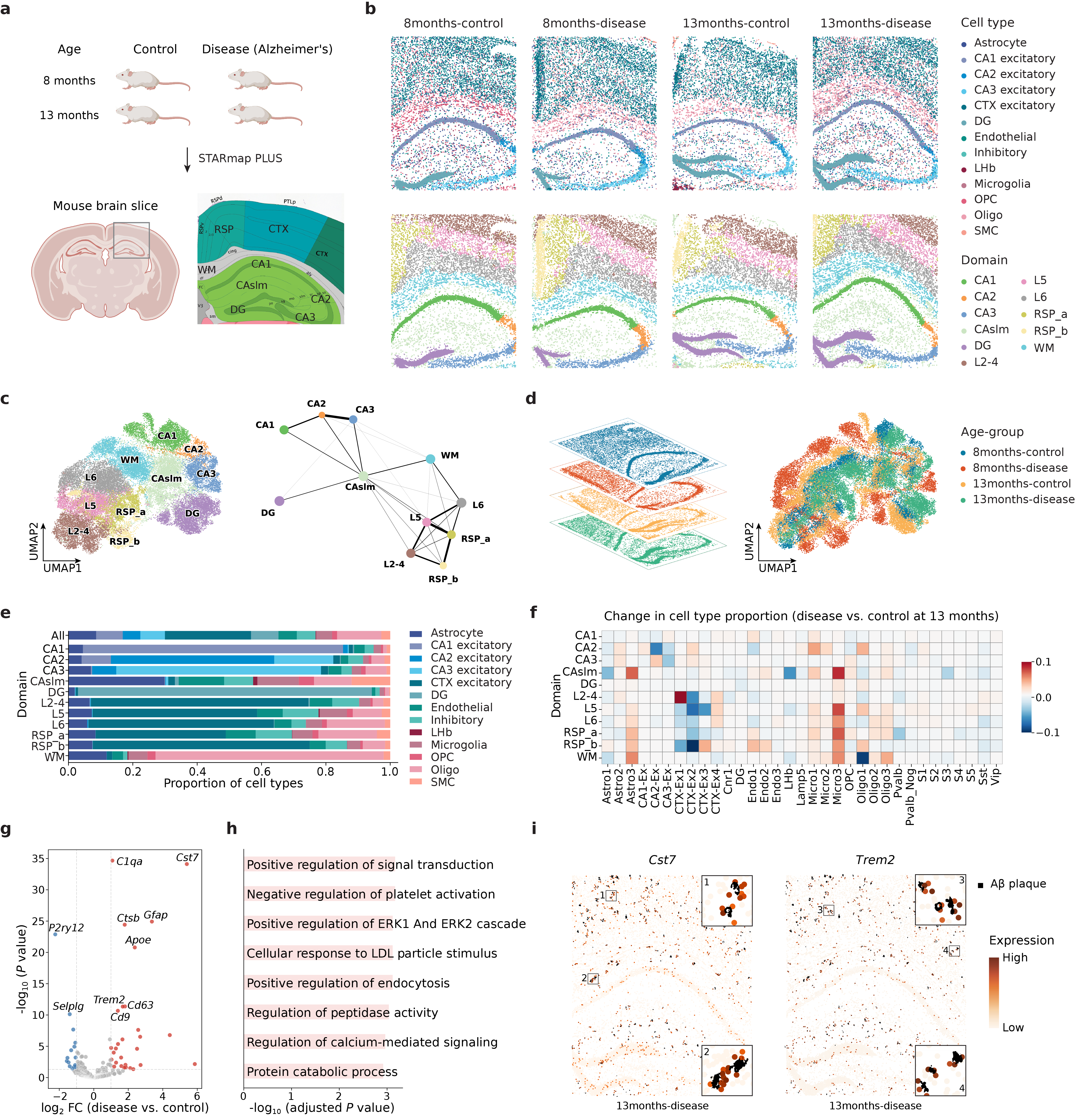 CellScape analysis of mouse brain tissue reveals disease-associated spatial and molecular alterations in Alzheimer’s disease, including shifts in cell-type composition, differential microglial gene expression ([latex]\Delta\Delta[/latex] representing AD versus control), and colocalization of DAM markers like Cst7 and Trem2 with [latex]A\beta[/latex] plaques.