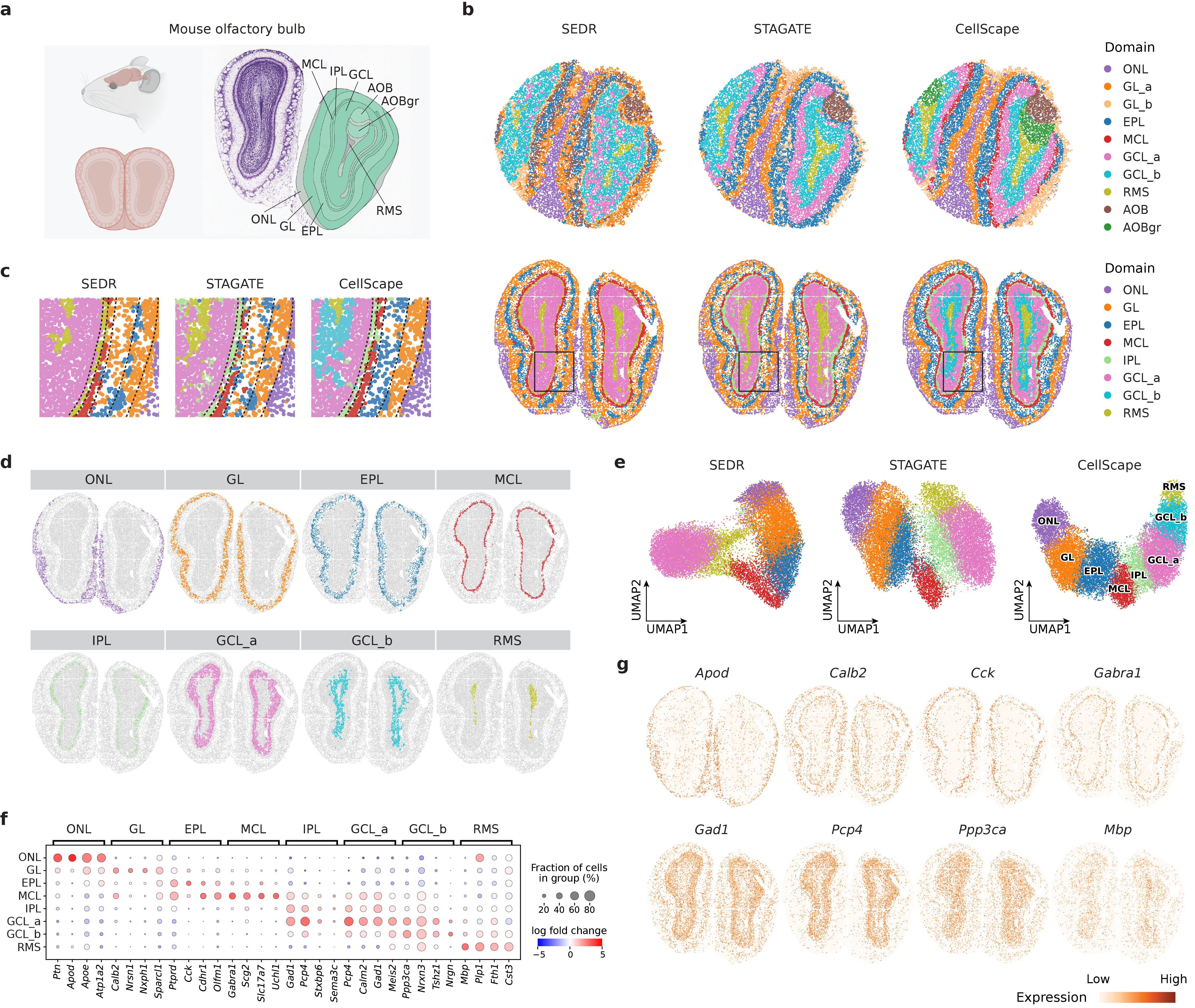 CellScape accurately identifies and spatially maps distinct anatomical domains within the mouse olfactory bulb, including layers like the olfactory nerve layer (ONL), glomerular layer (GL), and granule-cell layers (GCL\_a, GCL\_b), while preserving layer-specific gene expression patterns and maintaining an ordered layer continuum in its embeddings, as demonstrated by Slide-seqV2 and Stereo-seq data.