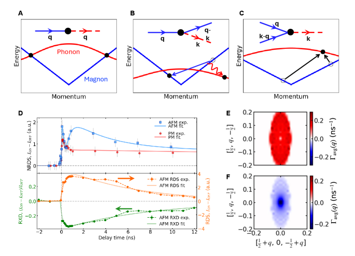Experimental results and simulations demonstrate that energy transfer from magnons to phonons occurs via multiple mechanisms-including interconversion, number-conserved scattering, and anomalous scattering-leading to magnon annihilation and correlated phonon creation during magnetic recovery, as evidenced by the observed correlation between magnon and phonon intensities and modeled scattering rate distributions.