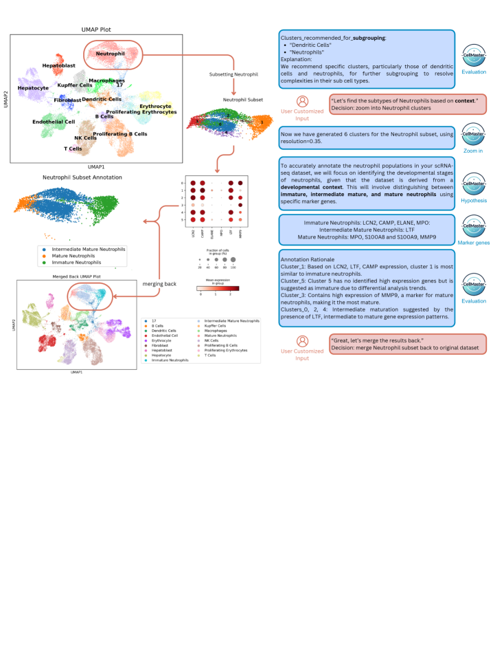 Case study workflow showing Neutrophil subtype resolution in developmental liver, including dotplot of developmental genes, UMAP visualizations, and annotations for immature, intermediate, and mature Neutrophils