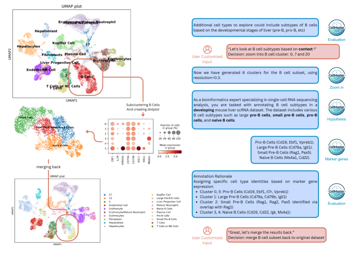 B-cell subtype resolution workflow showing initial UMAP with B-cell clusters, sub-clustering into 6 groups, dotplot of developmental markers, CellMaster hypothesis and evaluation panels, and final merged UMAP with Pro-B, Large Pre-B, Small Pre-B, and Naive B populations.