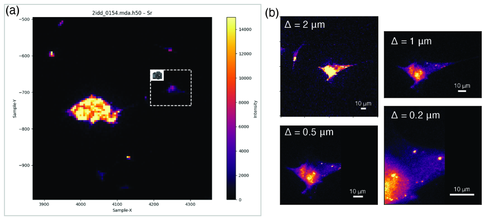 During interactive data acquisition, the agent was initially shown a broad image [latex]\mathbb{(a)}[/latex], then prompted to perform finer scans of a selected region [latex]\mathbb{(b)}[/latex] indicated by a dashed box, despite a minor hardware-related truncation affecting the right side of scans with [latex]Δ=2μm[/latex].