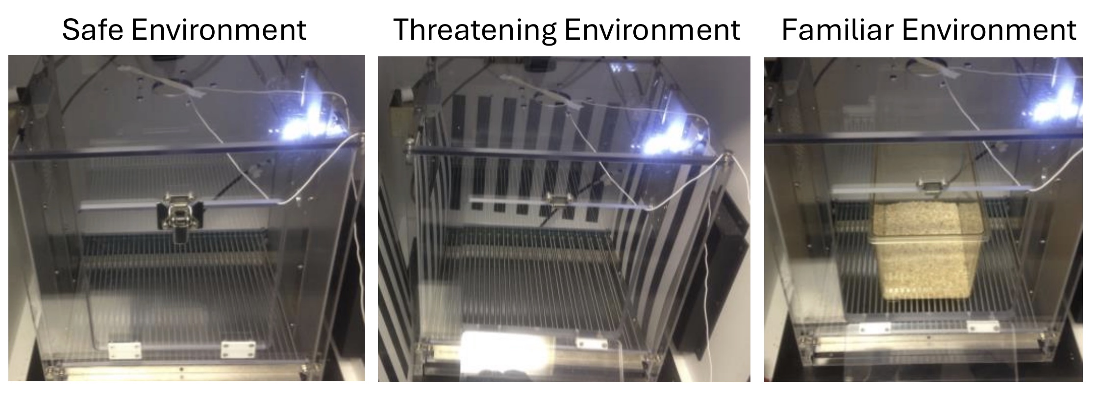 The fear conditioning and discrimination task utilizes three environments: a safe environment ([latex]CS^{-}[/latex]) indicating safety, a threatening environment ([latex]CS^{+}[/latex]) paired with mild foot shocks, and a neutral home-cage analog ([latex]NS[/latex]).