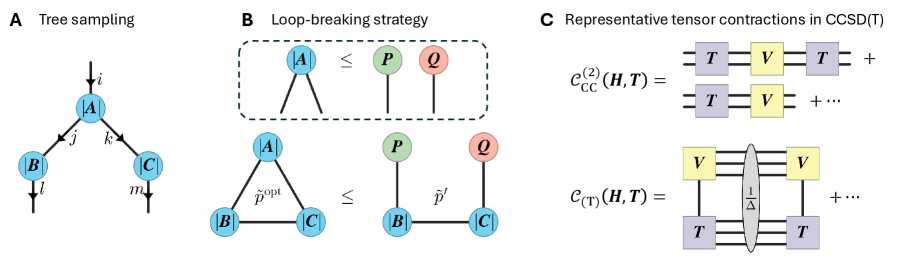Figure 2:(A) Illustration of optimal sampling for tree tensor contractions. An exampleSilm=∑jkAijkBjlCkmS\_{ilm}=\sum\_{jk}A\_{ijk}B\_{jl}C\_{km}is considered. One can exactly sample the indices from the optimal probability distributionp~ijklmopt=|AijkBjlCkm|\tilde{p}\_{ijklm}^{\text{opt}}=|A\_{ijk}B\_{jl}C\_{km}|by the procedure (1) sampleii, (2) samplej,kj,kconditioned onii, (3) samplellconditioned onjj, (4) samplemmconditioned onkk. All exact marginal and conditional probability tables can be constructed with a cost proportional to the tensor sizes. With the tables constructed, one can sample a set of indices withO(1)O(1)cost. (B) Illustration of the loop breaking strategy for general loopy tensor contractions with the exampleS=∑ijkAikBijCjkS=\sum\_{ijk}A\_{ik}B\_{ij}C\_{jk}. We apply the approximate decomposition|𝑨|≤𝑷⊗𝑸|\boldsymbol{A}|\leq\boldsymbol{P}\otimes\boldsymbol{Q}to the optimal sampling distributionp~ijkopt=|AikBijCjk|\tilde{p}\_{ijk}^{\text{opt}}=|A\_{ik}B\_{ij}C\_{jk}|, which results inp~ijk′=|PiBijCjkQk|≥p~ijkopt\tilde{p}\_{ijk}^{\prime}=|P\_{i}B\_{ij}C\_{jk}Q\_{k}|\geq\tilde{p}\_{ijk}^{\text{opt}}.p~ijk′\tilde{p}\_{ijk}^{\prime}has a tree structure and thus can be exactly sampled by the previous strategy. (C) Two representative CCSD tensor contraction terms in𝒞CC(2)\mathcal{C}\_{\mathrm{CC}}^{(2)}(Eq.12), and a representative (T) tensor contraction term in𝒞(T)\mathcal{C}\_{\text{(T)}}(Eq.13).