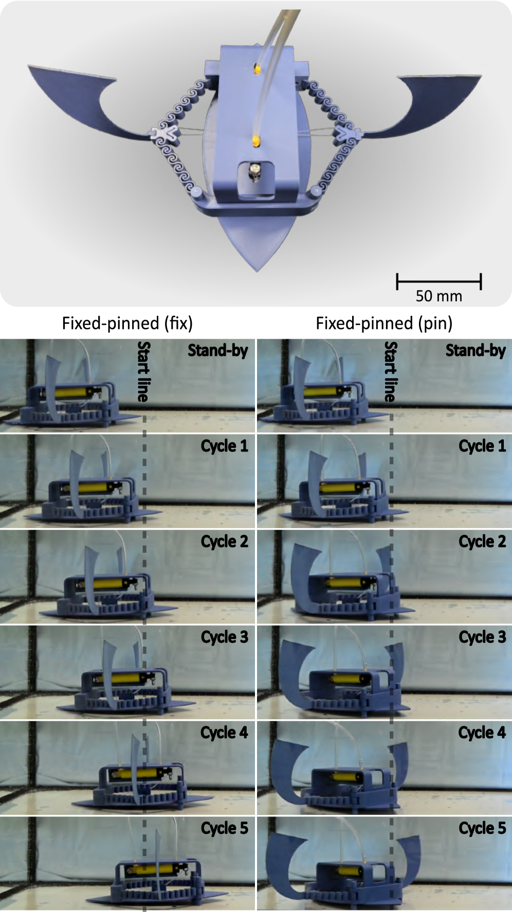A swimming robot navigates through water using symmetrically arranged, tendon-actuated snapping structures, achieving propulsion through sequential actuation cycles and demonstrating maneuverability via asymmetric loading configurations-specifically, alternating between fixed-pinned and pinned-fixed arrangements-revealing a bio-inspired approach to underwater locomotion.