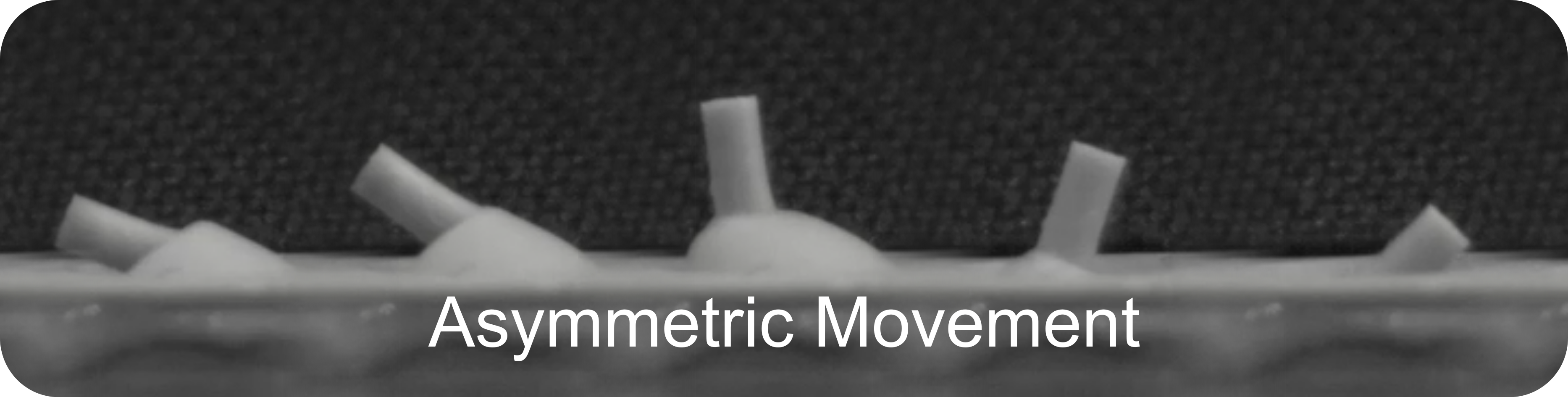 The eccentric snapping actuator demonstrates asymmetric movement, indicative of a system navigating inherent imbalances as it transitions between states - a characteristic not of failure, but of dynamic adaptation within its operational lifespan.