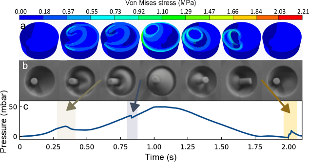 The asymmetric actuator successfully snaps from one stable state to another, as demonstrated by the agreement between simulated (a) and experimental (b) results, and confirmed by the corresponding pressure curve (c), details of which are available in the Supporting Movie.