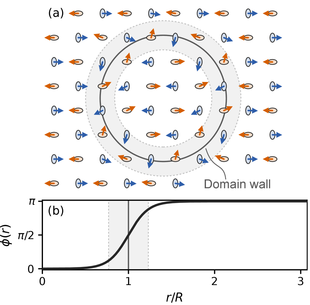 A circular Néel domain wall, characterized by a π rotation of spins across its width <span class="katex-eq" data-katex-display="false"> w </span> and centered at radius <span class="katex-eq" data-katex-display="false"> R </span>, separates two altermagnetic domains with opposing Néel vector fields on each sublattice.